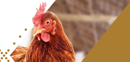 Overview of Vaxxinova’s live and inactivated vaccine solutions for breeder-, layer- and broiler chickens.